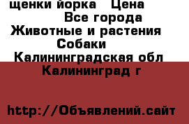 щенки йорка › Цена ­ 15 000 - Все города Животные и растения » Собаки   . Калининградская обл.,Калининград г.